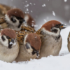 кормление птиц зимой