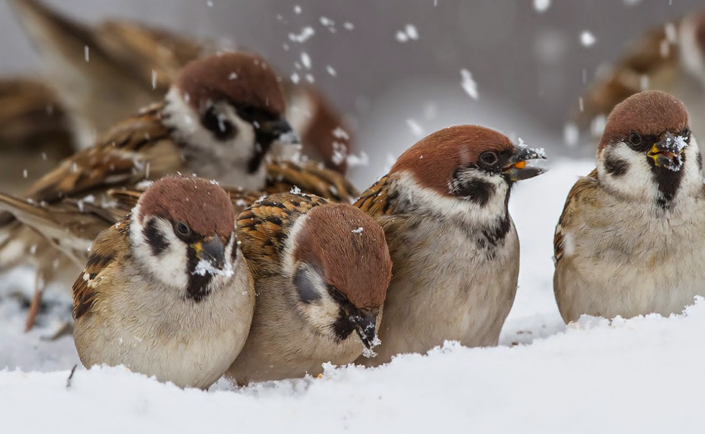 кормление птиц зимой